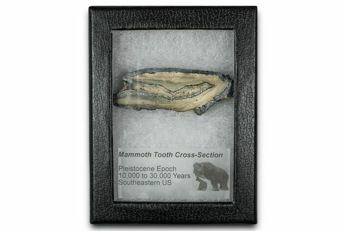 Mammoth Molar Slice With Case - South Carolina #350005